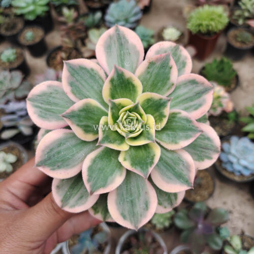 Aeonium Decorum White Splash, real gallery image #8 plants. Picture taken directly from kaktus.id community Aeonium farmer green houses.