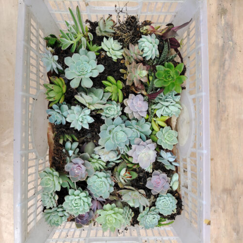 Paket Sukulen Suvenir Tanaman Premium Murah Gratis Pot dan Media / Lowest Price Mixed Succulents