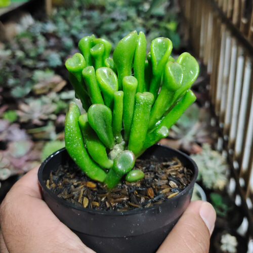 Crassula Ovata ‘Gollum', real gallery image #2 plants. Picture taken directly from kaktus.id community Crassula farmer green houses.