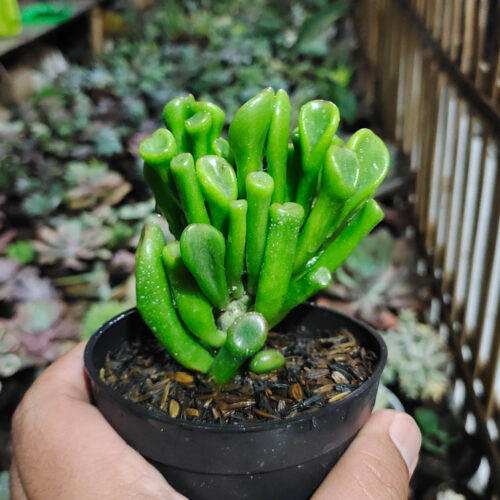 Crassula Ovata ‘Gollum', real gallery image #3 plants. Picture taken directly from kaktus.id community Crassula farmer green houses.