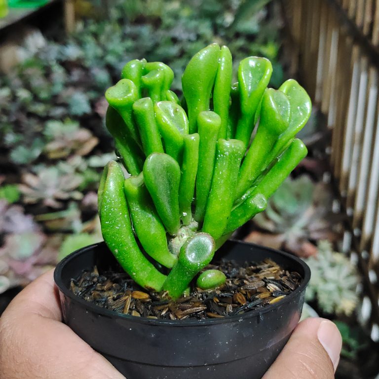 005. Crassula Ovata ‘Gollum' ( Appendix II – Special Permit Needed* )