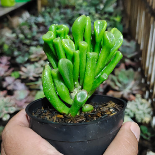 Crassula Ovata ‘Gollum', real gallery image #5 plants. Picture taken directly from kaktus.id community Crassula farmer green houses.