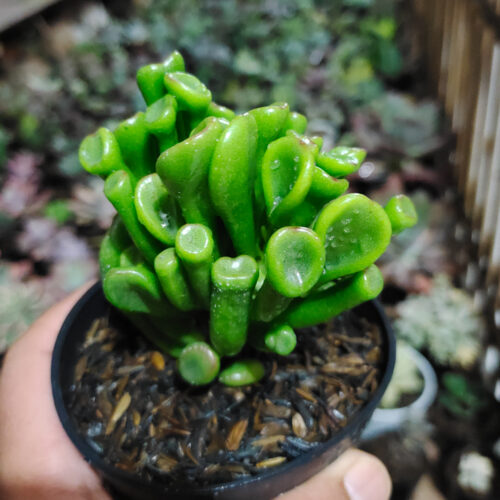 Crassula Ovata ‘Gollum', real gallery image #6 plants. Picture taken directly from kaktus.id community Crassula farmer green houses.