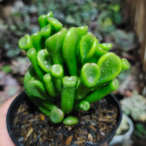 Crassula Ovata ‘Gollum', real gallery image #1 plants. Picture taken directly from kaktus.id community Crassula farmer green houses.