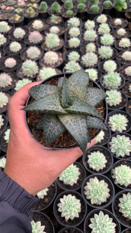 Haworthia Venosa Subsp. Tessellata – Veined Haworthia, real gallery image #10 plants. Picture taken directly from kaktus.id community Haworthia farmer green houses.