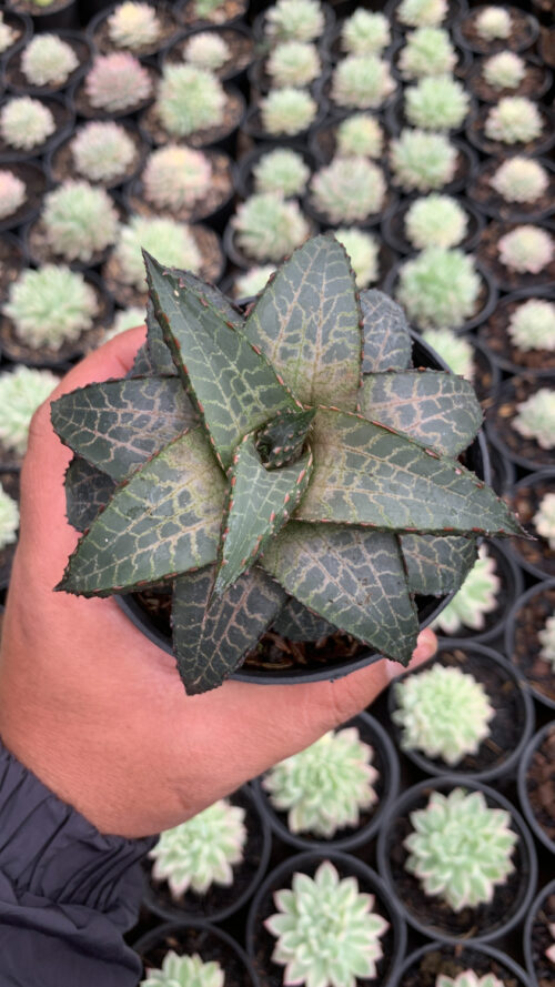 Haworthia Venosa Subsp. Tessellata – Veined Haworthia, real gallery image #2 plants. Picture taken directly from kaktus.id community Haworthia farmer green houses.