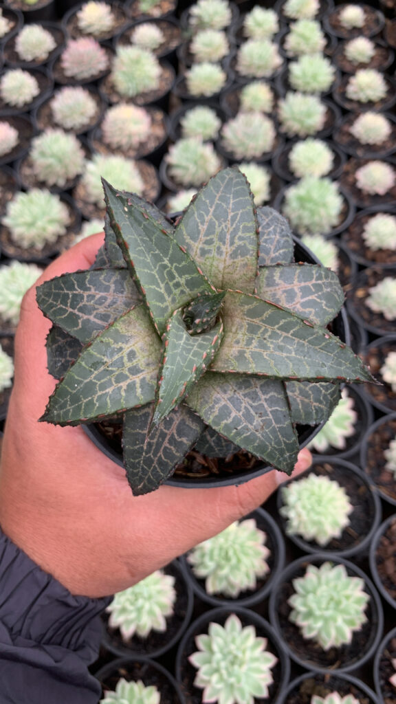 kaktus.id