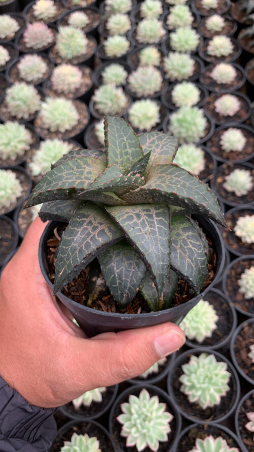 Haworthia Venosa Subsp. Tessellata – Veined Haworthia, real gallery image #1 plants. Picture taken directly from kaktus.id community Haworthia farmer green houses.