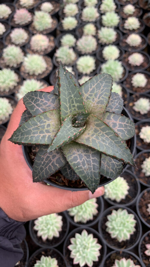 Haworthia Venosa Subsp. Tessellata – Veined Haworthia, real gallery image #4 plants. Picture taken directly from kaktus.id community Haworthia farmer green houses.