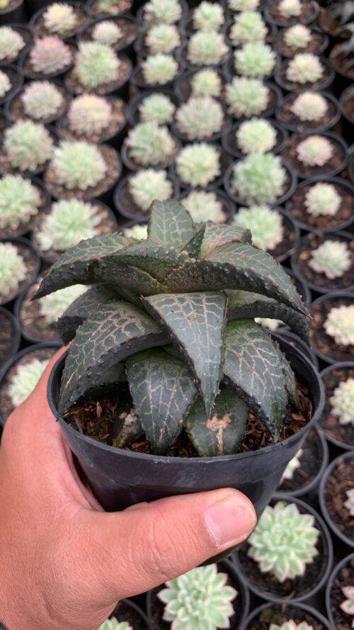 Haworthia Venosa Subsp. Tessellata – Veined Haworthia, real gallery image #9 plants. Picture taken directly from kaktus.id community Haworthia farmer green houses.