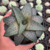 Haworthia Venosa Subsp. Tessellata – Veined Haworthia, real feature image plant. Picture taken directly from kaktus.id community Haworthia farmer green houses.