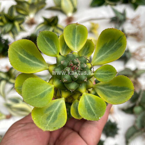 Monadenium Ritchiei Variegated, real gallery image #21 plants. Picture taken directly from kaktus.id community Monadenium farmer green houses.
