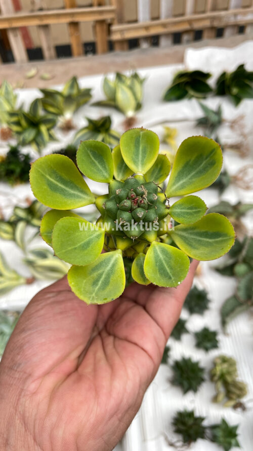 Monadenium Ritchiei Variegated, real gallery image #26 plants. Picture taken directly from kaktus.id community Monadenium farmer green houses.