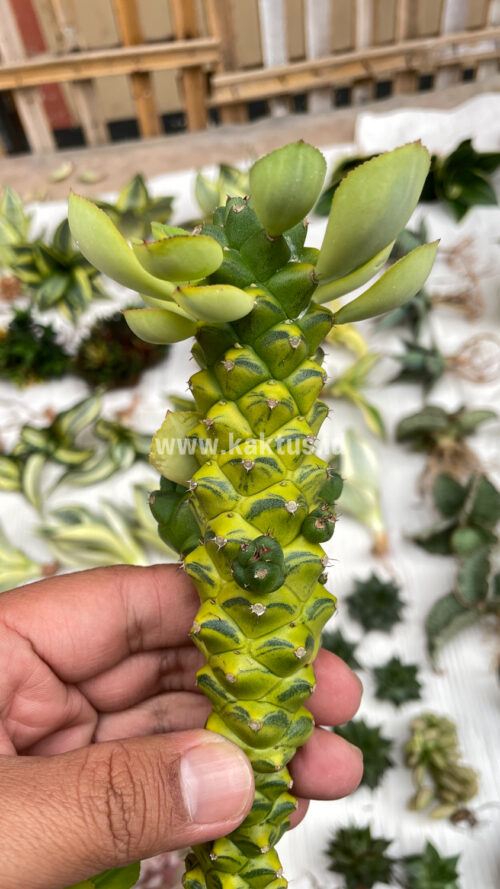 Monadenium Ritchiei Variegated, real gallery image #25 plants. Picture taken directly from kaktus.id community Monadenium farmer green houses.