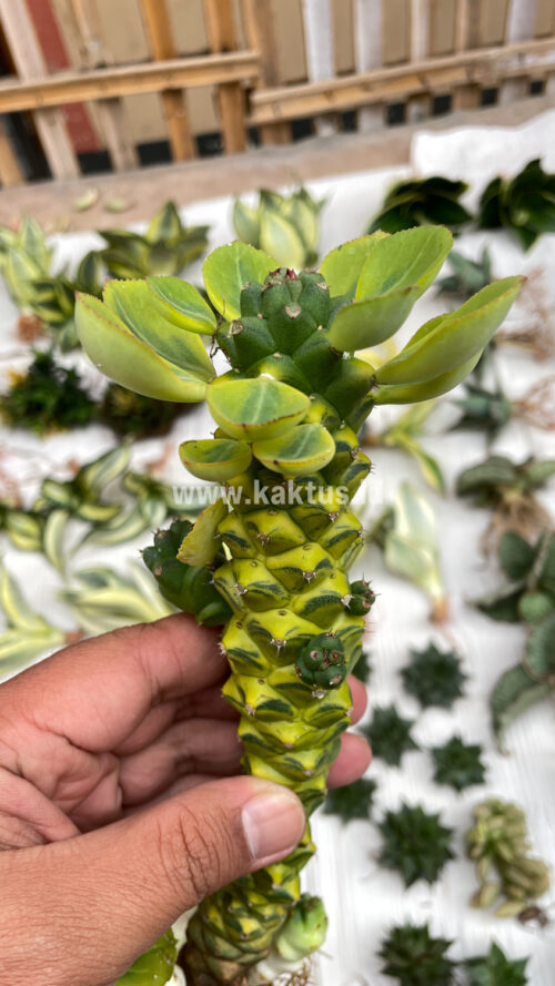 Monadenium Ritchiei Variegated, real gallery image #24 plants. Picture taken directly from kaktus.id community Monadenium farmer green houses.