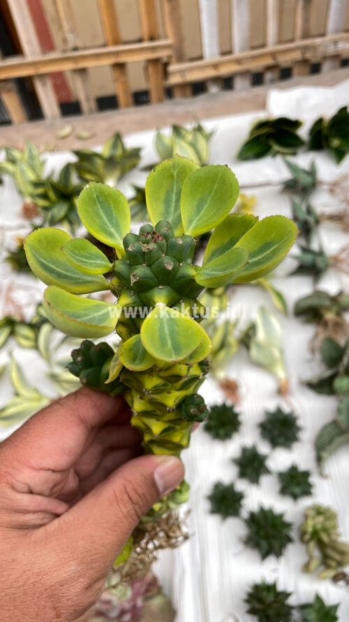 Monadenium Ritchiei Variegated, real gallery image #23 plants. Picture taken directly from kaktus.id community Monadenium farmer green houses.