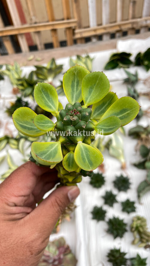 Monadenium Ritchiei Variegated, real gallery image #22 plants. Picture taken directly from kaktus.id community Monadenium farmer green houses.