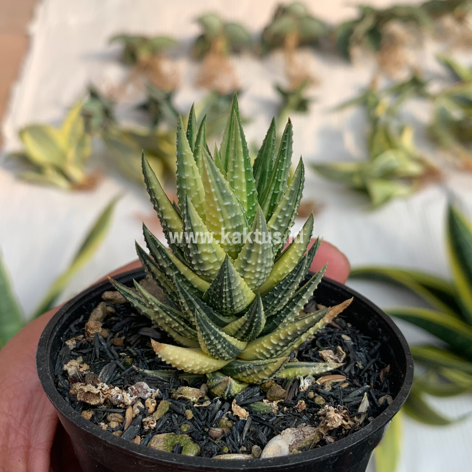 Haworthia Reinwardtii Variegated – Zebra Wart, real gallery image #2 plants. Picture taken directly from kaktus.id community Haworthia farmer green houses.
