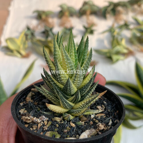 Haworthia Reinwardtii Variegated – Zebra Wart, real gallery image #2 plants. Picture taken directly from kaktus.id community Haworthia farmer green houses.