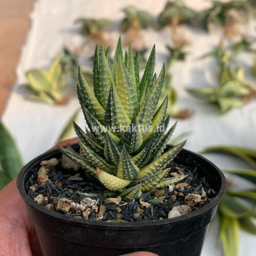 Haworthia Reinwardtii Variegated – Zebra Wart, real gallery image #4 plants. Picture taken directly from kaktus.id community Haworthia farmer green houses.