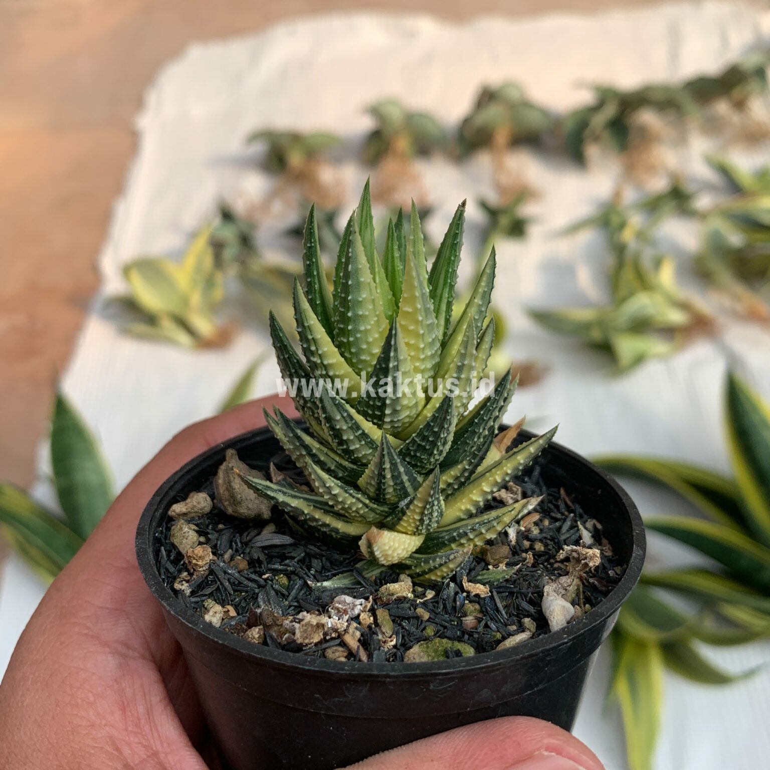 Haworthia Reinwardtii Variegated – Zebra Wart, real gallery image #6 plants. Picture taken directly from kaktus.id community Haworthia farmer green houses.