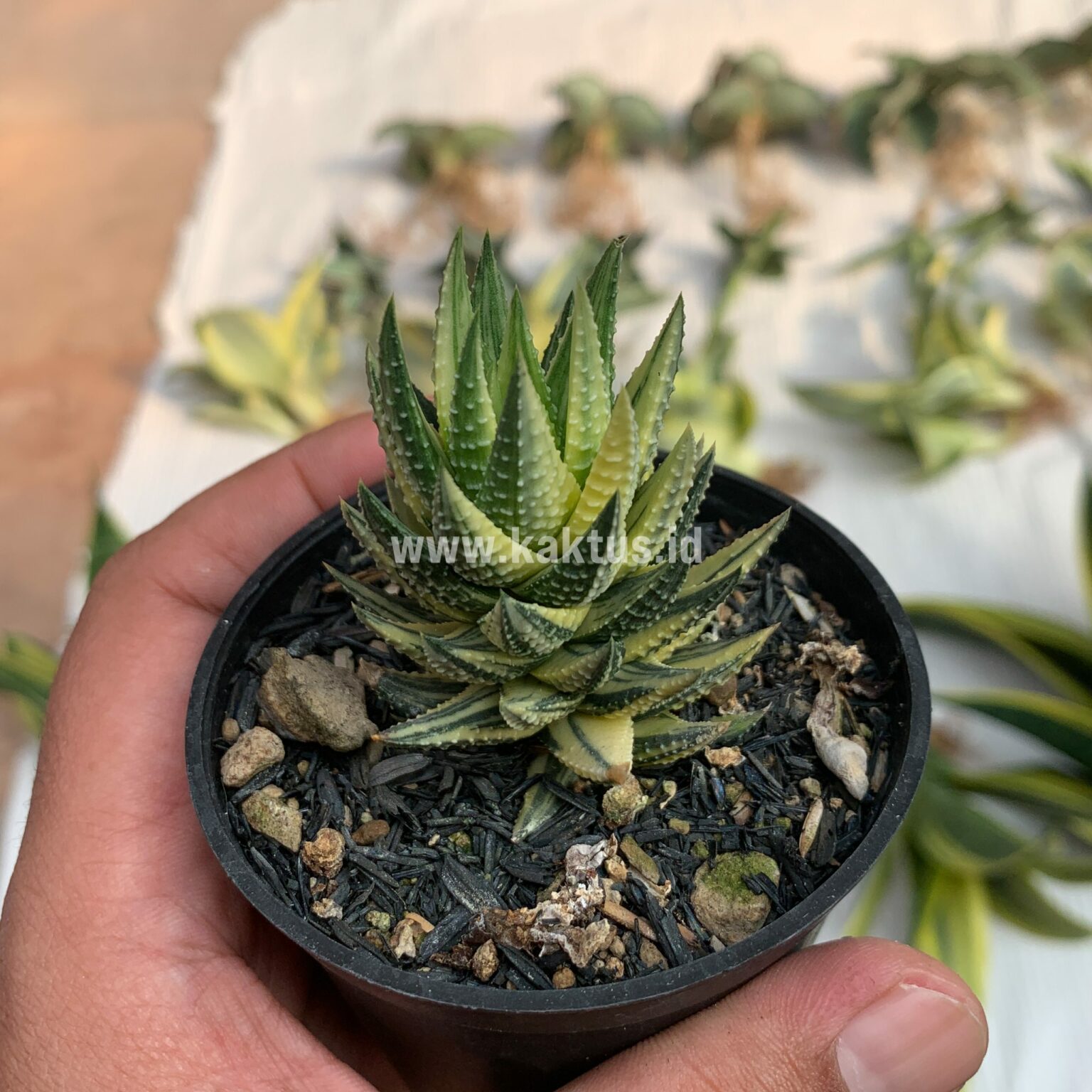 Haworthia Reinwardtii Variegated – Zebra Wart, real gallery image #7 plants. Picture taken directly from kaktus.id community Haworthia farmer green houses.