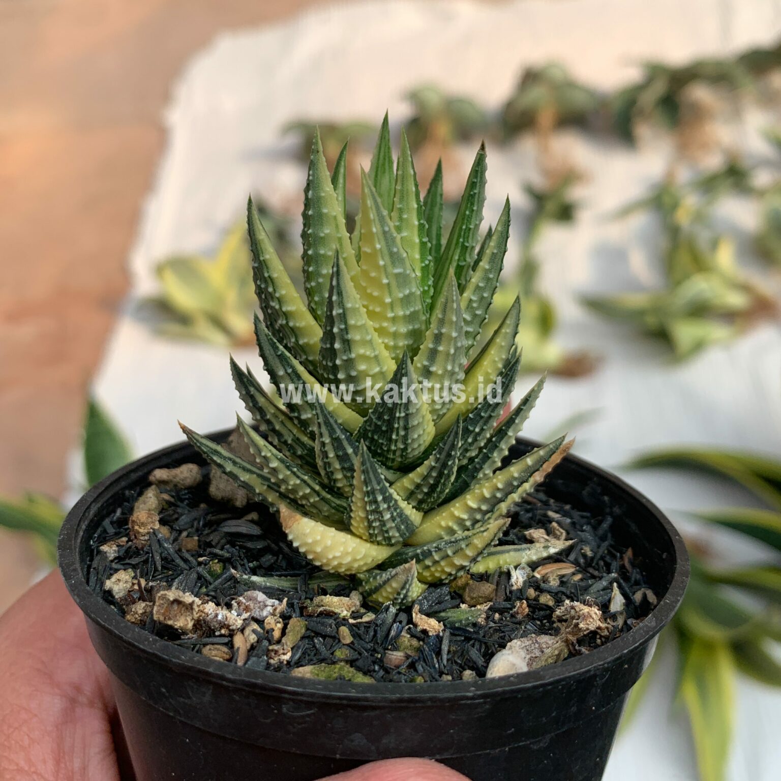 Haworthia Reinwardtii Variegated – Zebra Wart, real gallery image #8 plants. Picture taken directly from kaktus.id community Haworthia farmer green houses.
