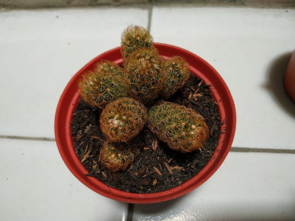 kaktus.id