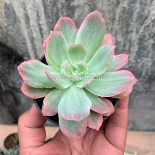Echeveria Hakuhou, real gallery image #6 plants. Picture taken directly from kaktus.id community Echeveria farmer green houses.