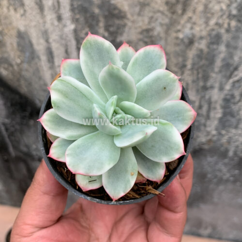 Echeveria Hakuhou, real gallery image #3 plants. Picture taken directly from kaktus.id community Echeveria farmer green houses.