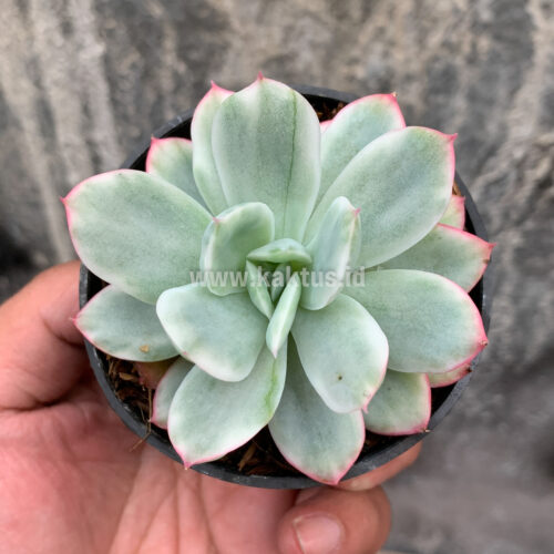 Echeveria Hakuhou, real gallery image #2 plants. Picture taken directly from kaktus.id community Echeveria farmer green houses.