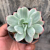 Echeveria Hakuhou, real gallery image #4 plants. Picture taken directly from kaktus.id community Echeveria farmer green houses.