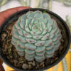 Echeveria Blue Minima, real feature image plant. Picture taken directly from kaktus.id community Echeveria farmer green houses.