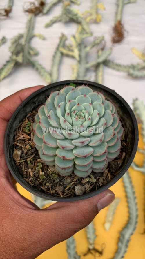 Echeveria Blue Minima, real gallery image #13 plants. Picture taken directly from kaktus.id community Echeveria farmer green houses.