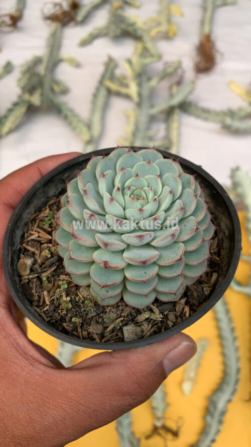 Echeveria Blue Minima, real gallery image #10 plants. Picture taken directly from kaktus.id community Echeveria farmer green houses.