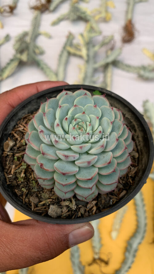 Echeveria Blue Minima, real gallery image #6 plants. Picture taken directly from kaktus.id community Echeveria farmer green houses.