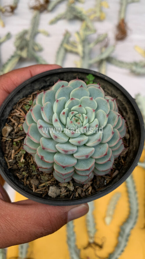 Echeveria Blue Minima, real gallery image #8 plants. Picture taken directly from kaktus.id community Echeveria farmer green houses.