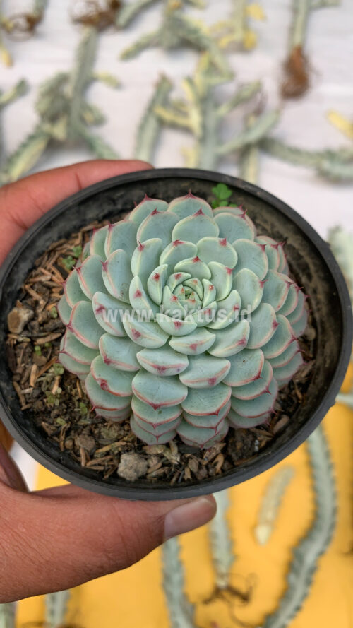 Echeveria Blue Minima, real gallery image #4 plants. Picture taken directly from kaktus.id community Echeveria farmer green houses.