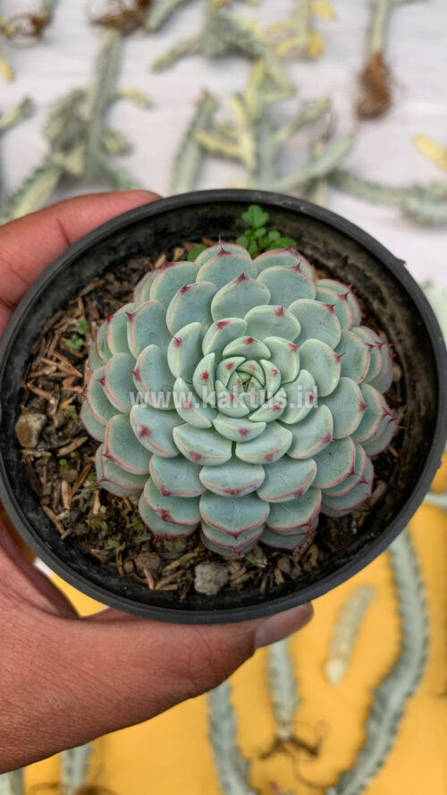 Echeveria Blue Minima, real gallery image #2 plants. Picture taken directly from kaktus.id community Echeveria farmer green houses.