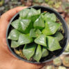 Haworthia Cooperi Var. Pilifera, real gallery image #2 plants. Picture taken directly from kaktus.id community Haworthia farmer green houses.