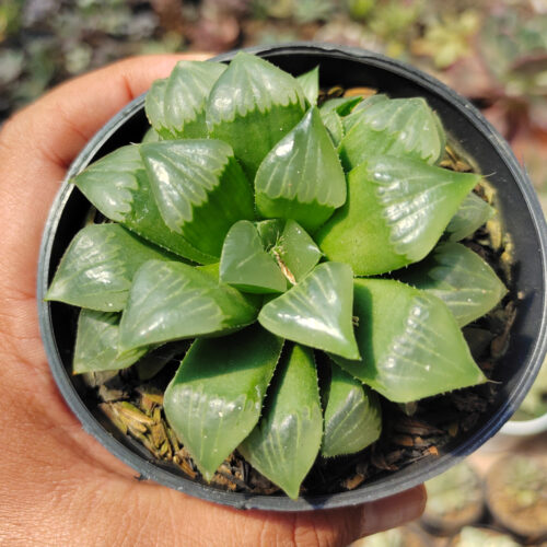Haworthia Cooperi Var. Pilifera, real gallery image #3 plants. Picture taken directly from kaktus.id community Haworthia farmer green houses.