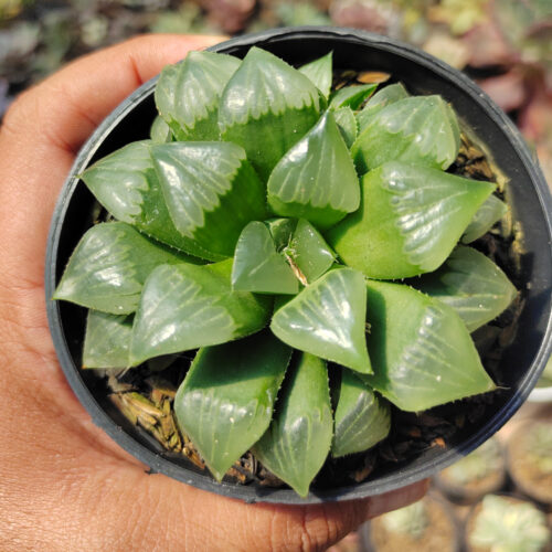 Haworthia Cooperi Var. Pilifera, real gallery image #4 plants. Picture taken directly from kaktus.id community Haworthia farmer green houses.
