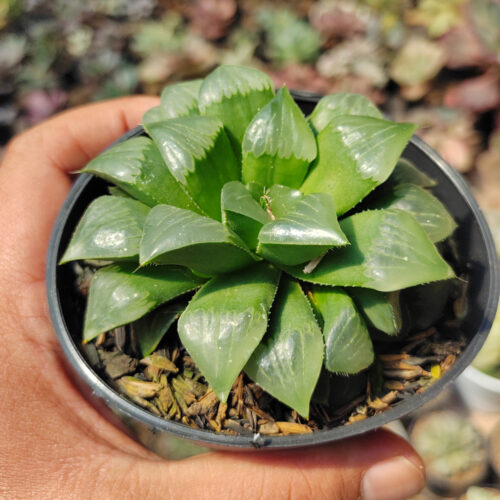 Haworthia Cooperi Var. Pilifera, real gallery image #5 plants. Picture taken directly from kaktus.id community Haworthia farmer green houses.