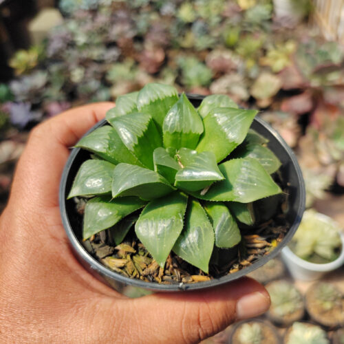 Haworthia Cooperi Var. Pilifera, real gallery image #1 plants. Picture taken directly from kaktus.id community Haworthia farmer green houses.
