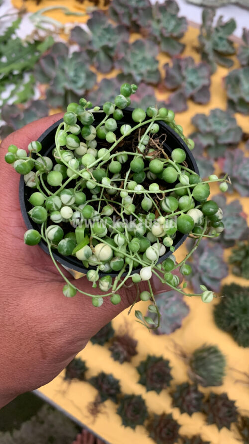 Senecio Rowleyanus Variegated / String Of Pearl Variegated, real gallery image #3 plants. Picture taken directly from kaktus.id community Senecio farmer green houses.