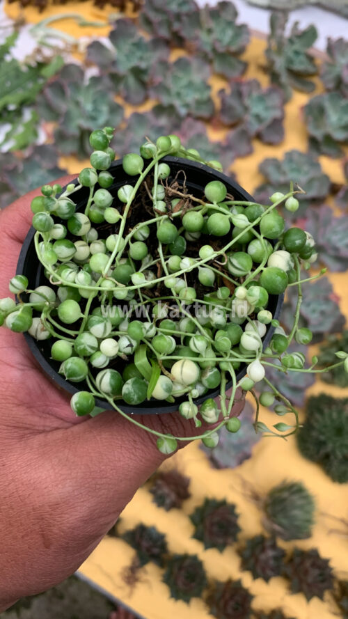 Senecio Rowleyanus Variegated / String Of Pearl Variegated, real gallery image #2 plants. Picture taken directly from kaktus.id community Senecio farmer green houses.