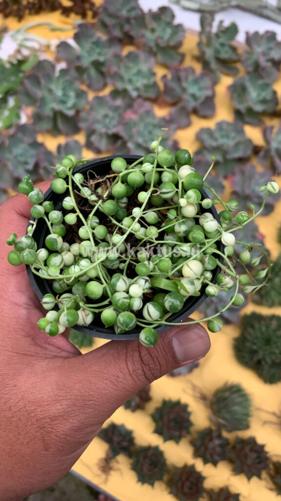 kaktus.id