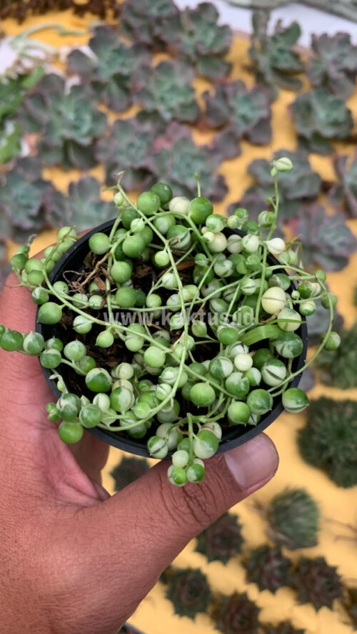 Senecio Rowleyanus Variegated / String Of Pearl Variegated, real gallery image #6 plants. Picture taken directly from kaktus.id community Senecio farmer green houses.