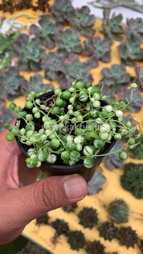 Senecio Rowleyanus Variegated / String Of Pearl Variegated, real gallery image #5 plants. Picture taken directly from kaktus.id community Senecio farmer green houses.