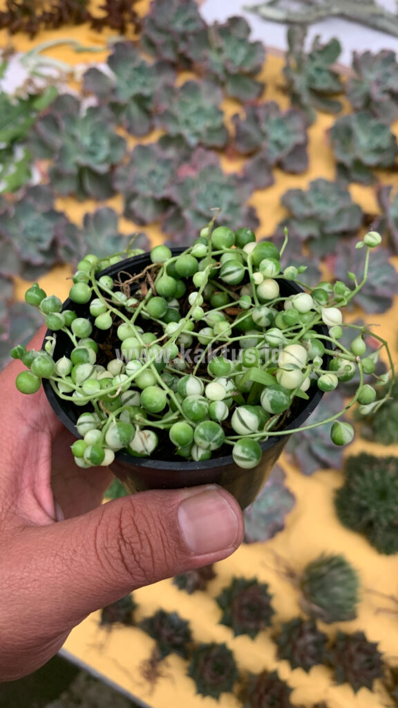 kaktus.id